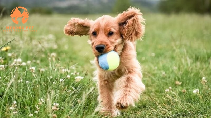 Khám Phá Thế Giới Chó Cocker Spaniel: Mua Bán Tại TP.HCM, Bình Dương, Đồng Nai